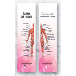 Anatomiczna zakładka do książki czerwona CZŁOWIEK - 1 szt.